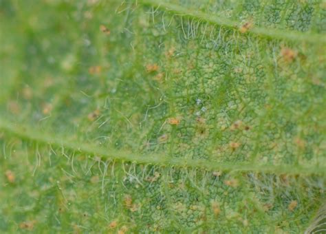 Two-spotted spider mites in 2021 in Minnesota crops? | Morning Ag Clips