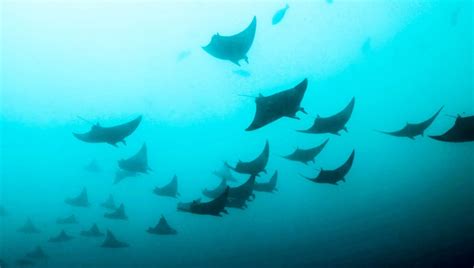 Diver Discovers Large Group Of Highly-Endangered Devil Rays