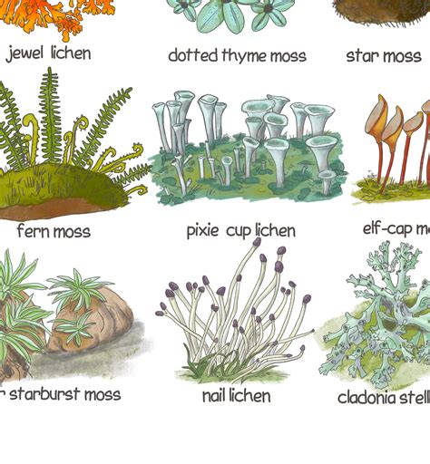 Lichens & Mosses Digital Print Nature Educational Posters - Etsy | Log ...