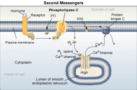 Life cycle of receptors, G proteins and Second Messengers (Definition ...