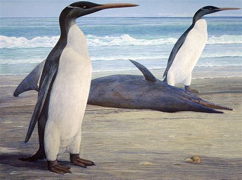 Extinct Penguin Species