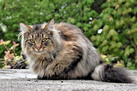 Kopflos Symphonie Wäsche razas de gatos de pelo largo Bibel Falten ...