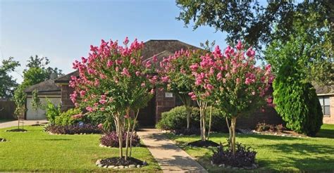 Top 10 Summer-Blooming Trees For Your Garden