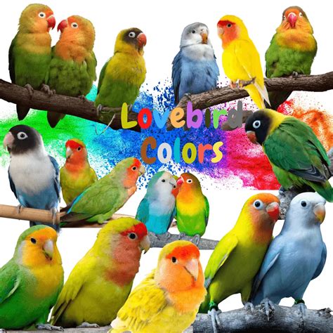 Lovebird colors Color Mutations of the Lovebirds speces