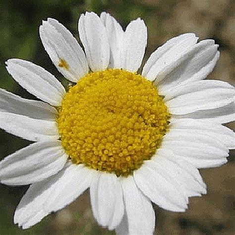 Anthemis nobilis (Roman Chamomile) Wildflower Seed