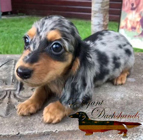 Pin on Dapples by Elegant Dachshunds