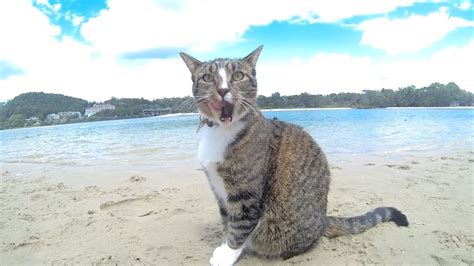 HAPPY DOGS & CAT in AUSTRALIA - Pharrell Williams "HAPPY" song - YouTube