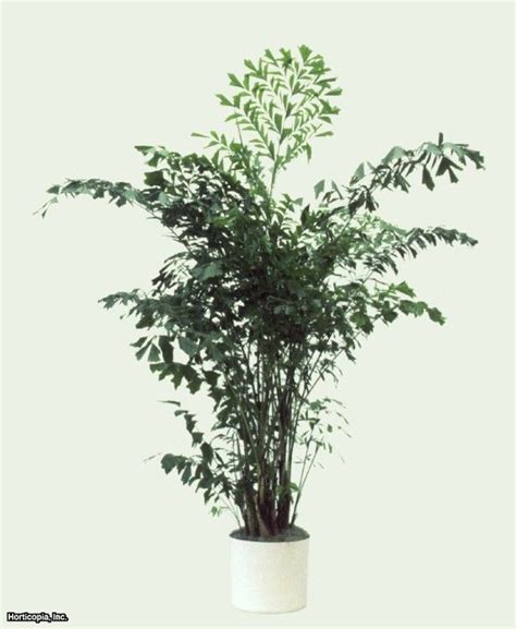 Full Shade Plants Indoor - Mbi Garden Plant