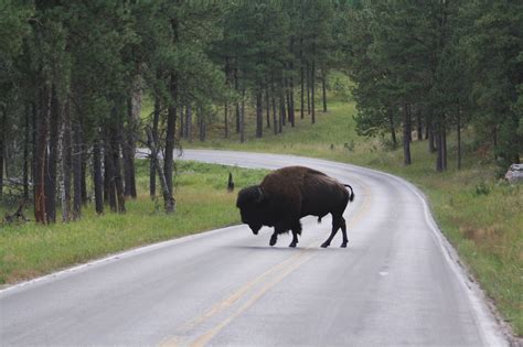 Nomadic Newfies: Custer State Park Bison Bonanza, 2009