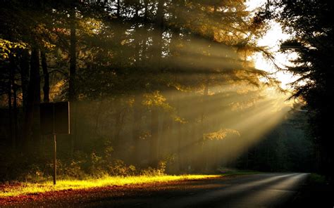 Misty Morning Forest Sunrays Wallpapers - Wallpaper Cave