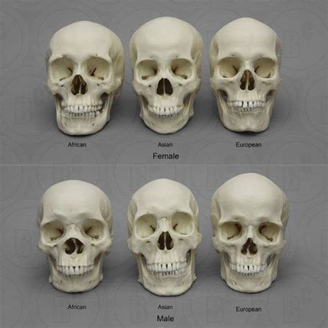 Dentaltown - Dental Anatomy and Tooth Morphology. Human Skull Differences | Skull anatomy, Skull ...