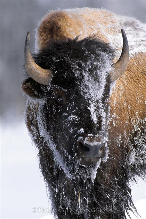 Native American — Bison by Thomas D. Mangelsen