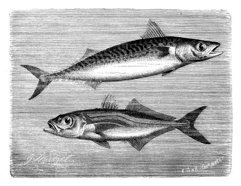 Antique Illustration Of Atlantic Mackerel And Chilean Jack Mackerel ...