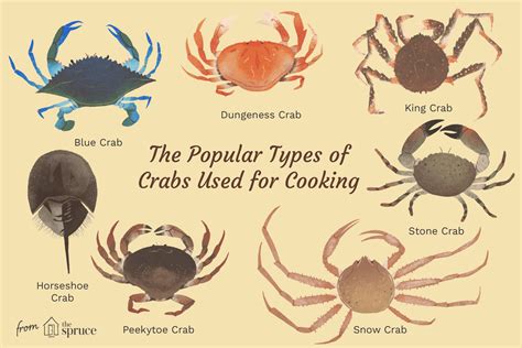 Edible Crab Varieties and Types