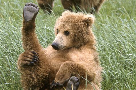 Yoga bear: Grizzly cub's medidating gives him paws for thought - Mirror Online