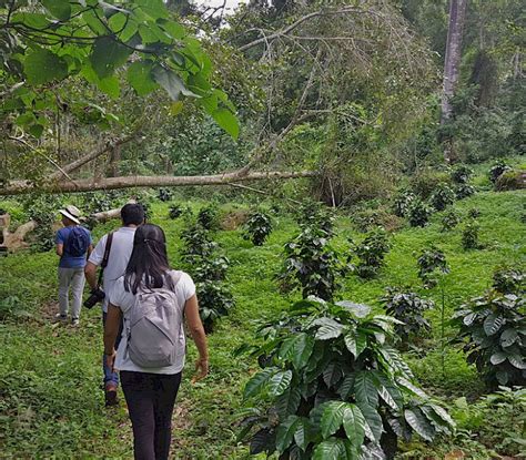 Coffee Farm Day Tour from Bogota | Bogota Day Tour Uncover Colombia