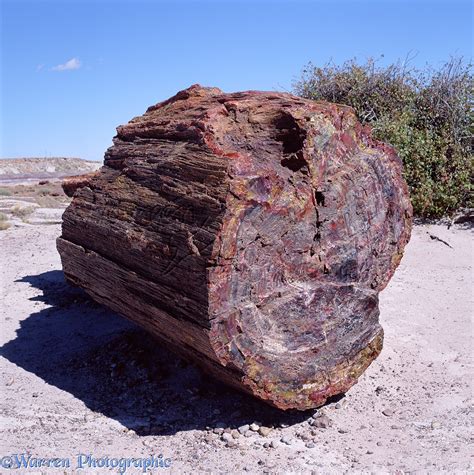 Petrified wood photo WP03196