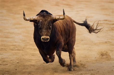 Bullfighter's Comeback | Bull pictures, Charging bull, Bull painting