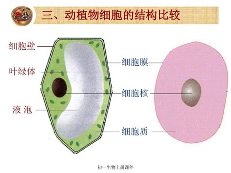 生物细胞器图片,八大细胞器的简图(2) - 伤感说说吧