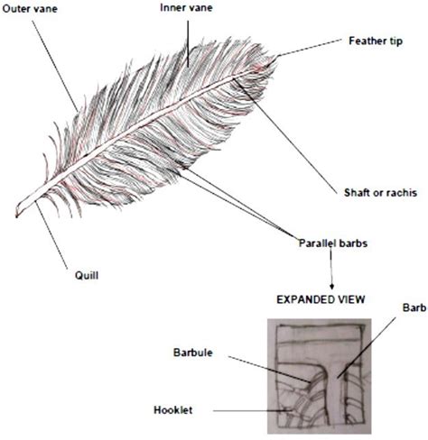 Parts of a chicken feather [39]. | Download Scientific Diagram