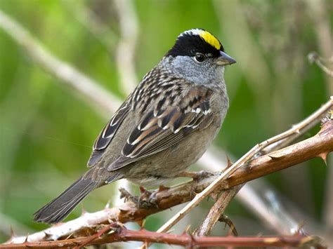 Golden-crowned Sparrow - eBirdr