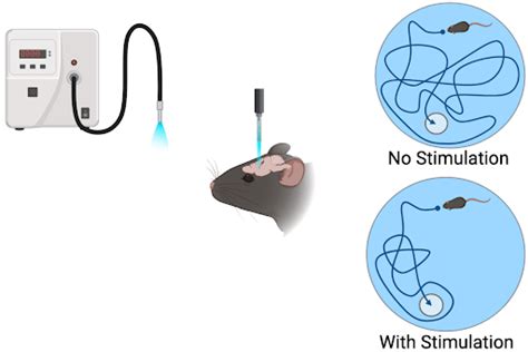 Viral Vectors 101: Optogenetic Tools