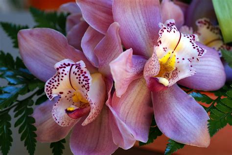 Orchids photo