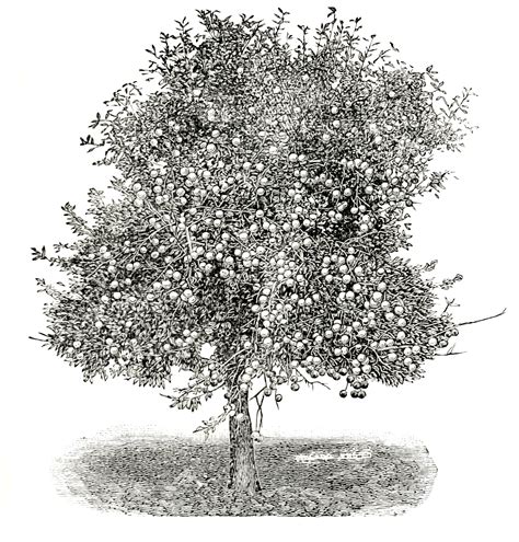 Vintage Apple Tree Drawing - Black and White, Public Domain Catalog Image