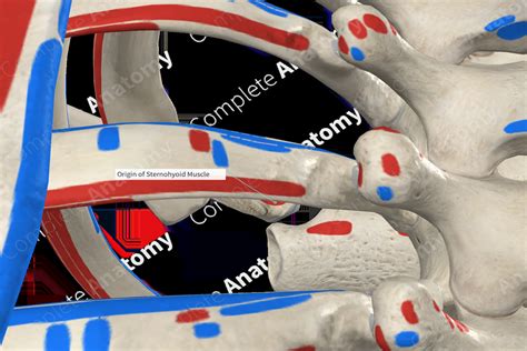 Origin of Sternohyoid Muscle | Complete Anatomy