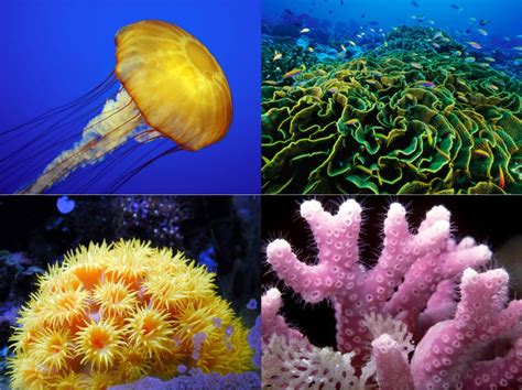 The Bluest Ice: Coral reefs: why they are wonderful, and why they are withering