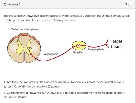 Solved The image below shows two efferent neurons, which | Chegg.com