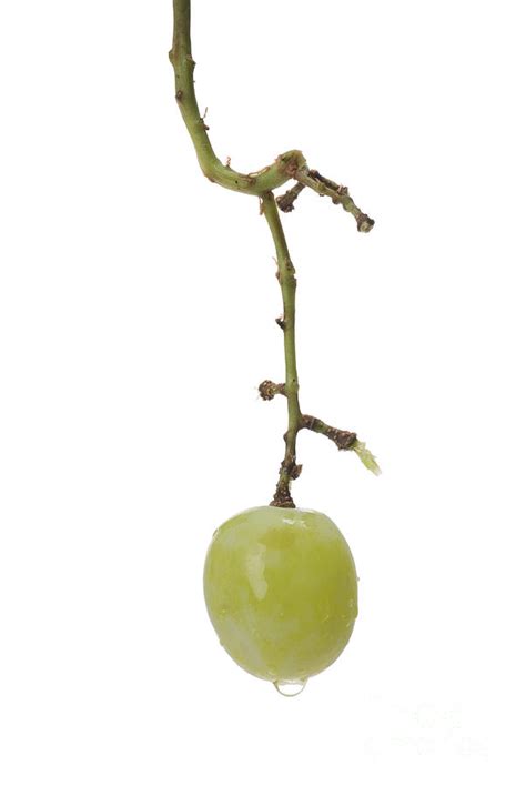 Single Grape on the Stem Photograph by Leah McDaniel - Pixels