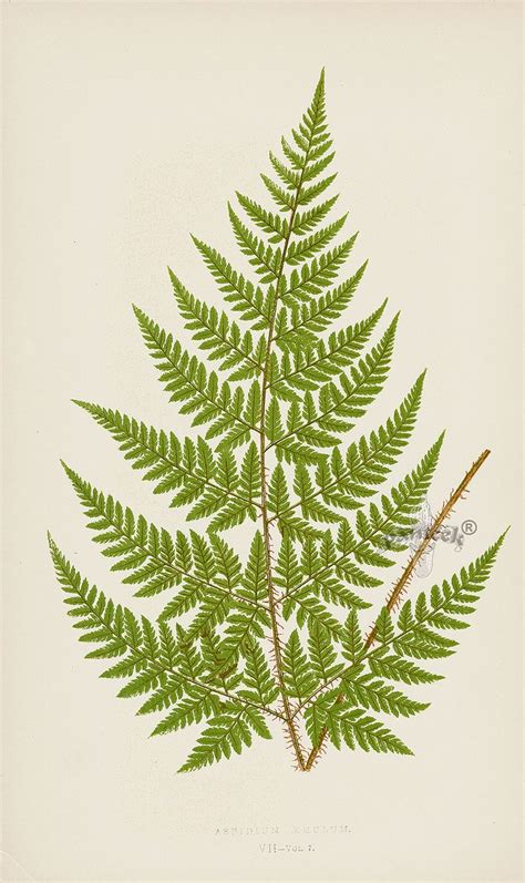 Lowe Antique Prints of Ferns 1856 | Antique botanical print, Fern prints, Ferns