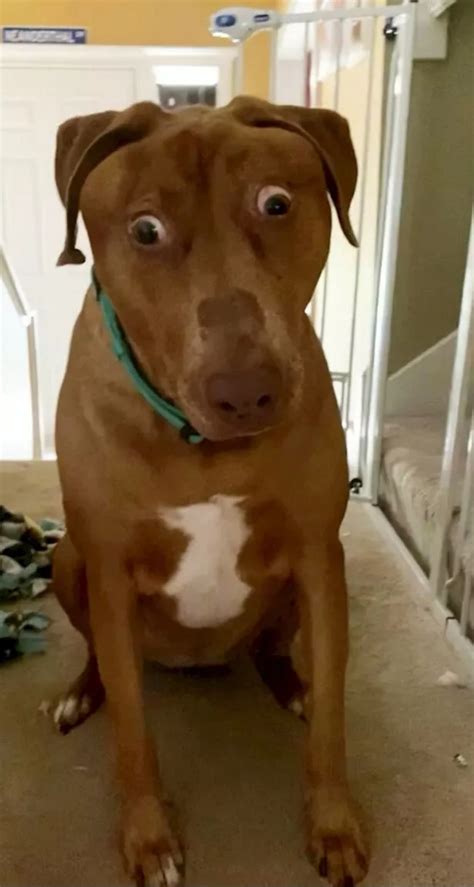 Meet Belle, the permanently surprised pooch who’s won the hearts of the ...