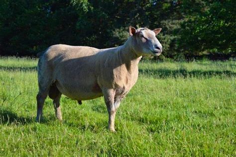 20 Charollais Breeding Rams | SellMyLivestock - The Online Livestock ...