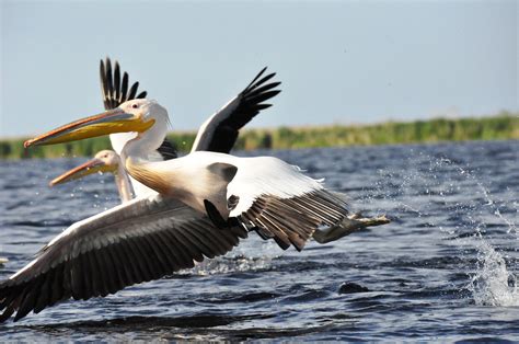 Pelican Wallpapers Images Photos Pictures Backgrounds