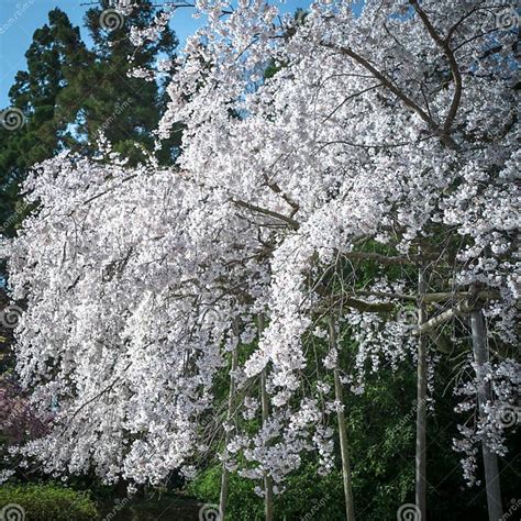 Someiyoshino Somei-Yoshino Cherry Blossom at Daigoji Temple Daigo-ji in Kyoto, Japan. Stock ...