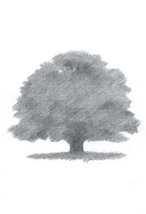 Oak Tree Drawing Number Three Painting by Alan Daysh | Fine Art America