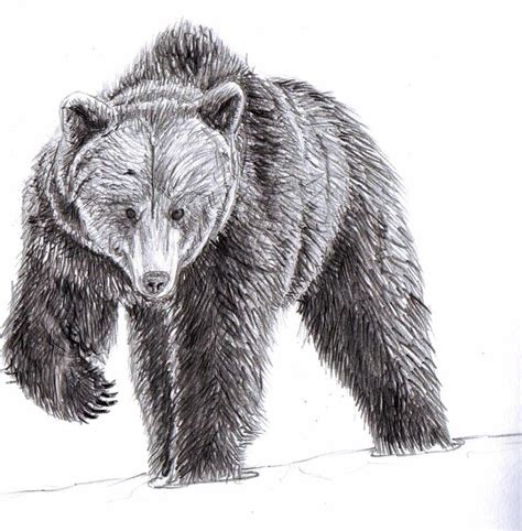 bear drawing - Google Search | Bear paintings, Bear sketch, Bear drawing