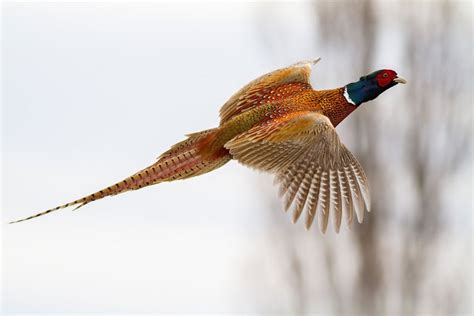 Pheasant Hunting: The Ins and Outs for the Uninitiated