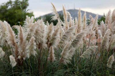 Ornamental Grass For Sun Gardens