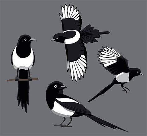 Black Billed Magpie stock vectors - iStock