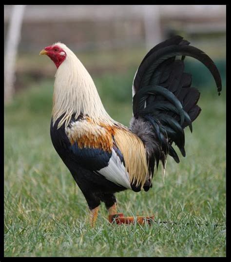 Breed Savers: Standard Old English Game Fowl