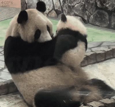 Baby Panda GIF - Find & Share on GIPHY