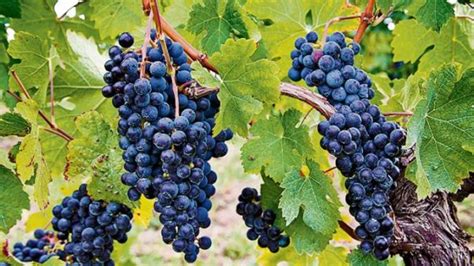 Bordeaux grapes – A Wine Masterclass & Luxury Wine Tour