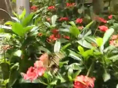 Smithsonian Butterfly Pavilion - YouTube