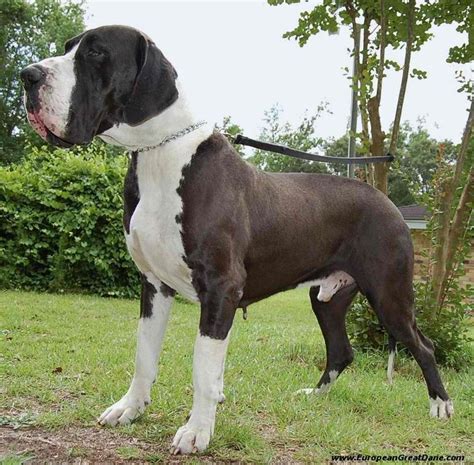 Vom Hause Faith European Great Danes | Great dane, Great dane breeders ...