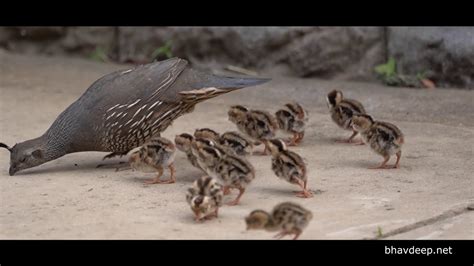 California Quail with baby chicks in our backyard - YouTube