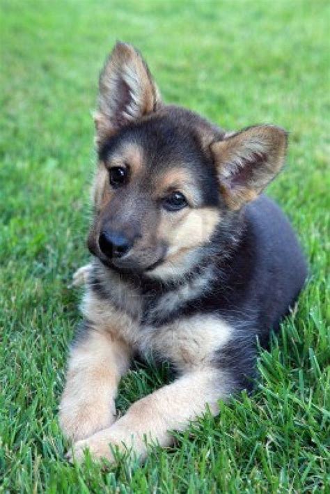 Start your morning right with some German Shepherd puppies! - Imgur | Puppies, Shepherd puppies ...