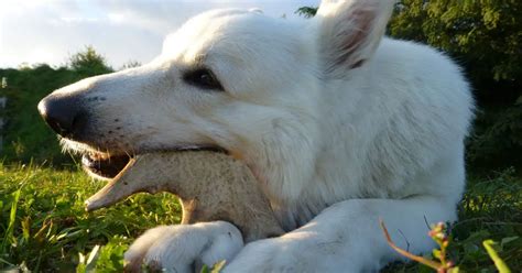 Are Deer Antlers Safe for Dogs? (benefits & potential risks) - World Deer